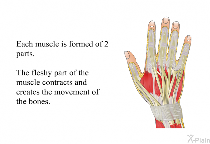 Each muscle is formed of 2 parts. The fleshy part of the muscle contracts and creates the movement of the bones.