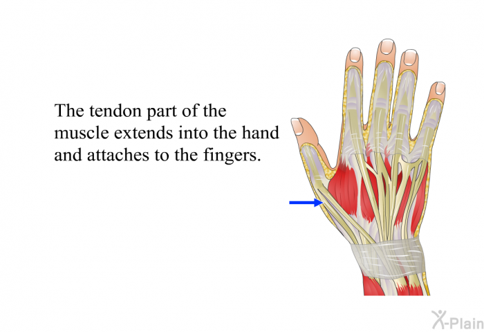 The tendon part of the muscle extends into the hand and attaches to the fingers.