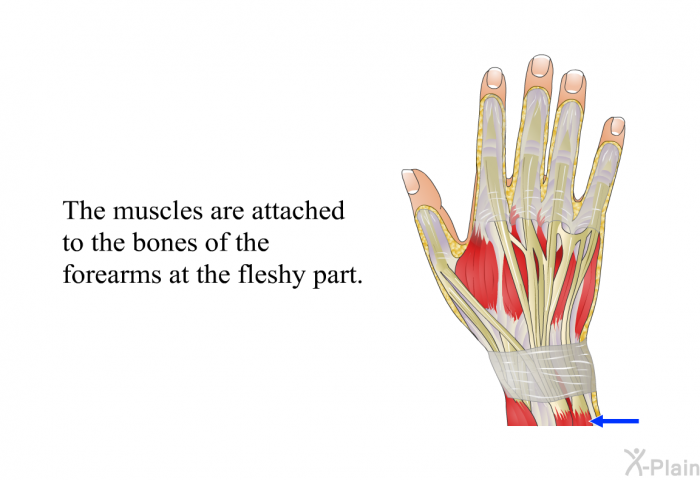 The muscles are attached to the bones of the forearms at the fleshy part.