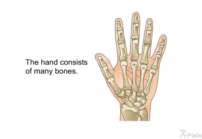 The hand consists of many bones.