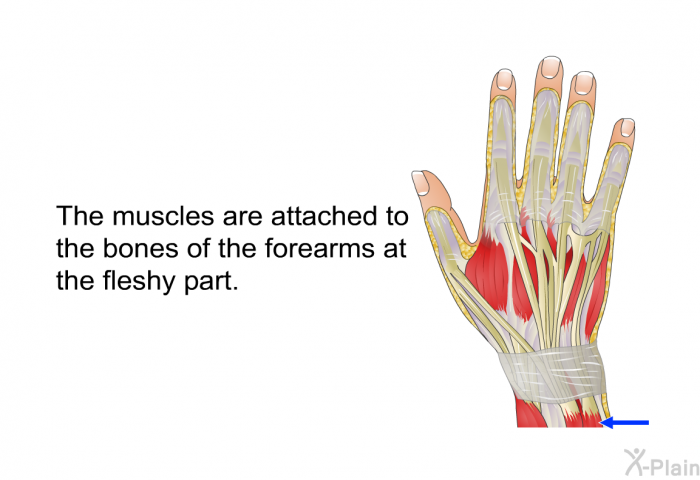 The muscles are attached to the bones of the forearms at the fleshy part.