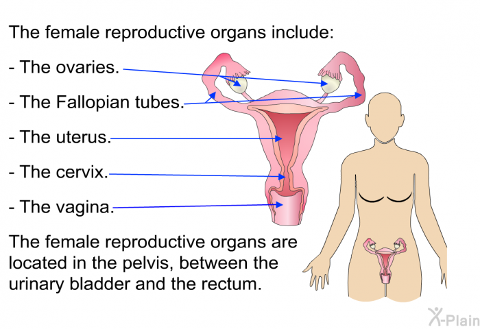 The female reproductive organs include:  The ovaries. The Fallopian tubes. The uterus. The cervix. The vagina.  
The female reproductive organs are located in the pelvis, between the urinary bladder and the rectum.