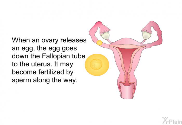 When an ovary releases an egg, the egg goes down the Fallopian tube to the uterus. It may become fertilized by sperm along the way.