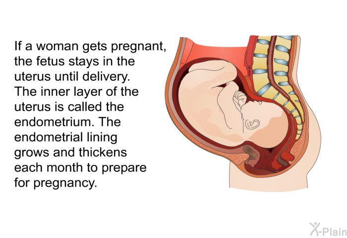 If a woman gets pregnant, the fetus stays in the uterus until delivery. The inner layer of the uterus is called the endometrium. The endometrial lining grows and thickens each month to prepare for pregnancy.