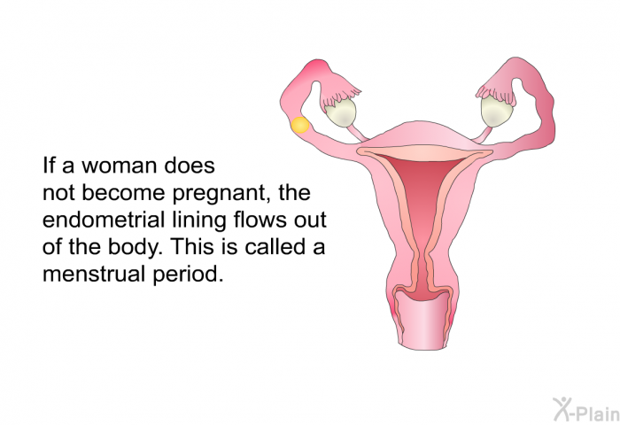 If a woman does not become pregnant, the endometrial lining flows out of the body. This is called a menstrual period.