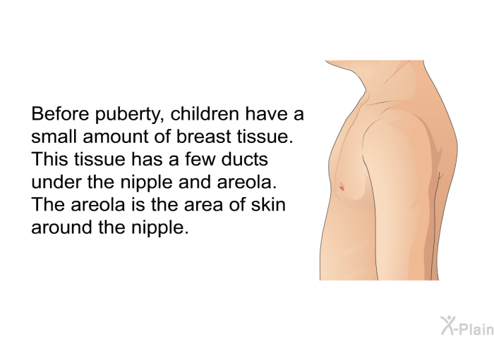 Before puberty, children have a small amount of breast tissue. This tissue has a few ducts under the nipple and areola. The areola is the area of skin around the nipple.