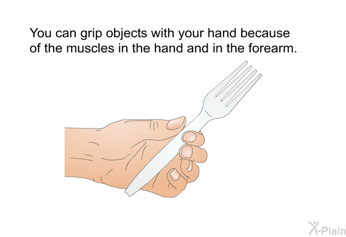 You can grip objects with your hand because of the muscles in the hand and in the forearm.