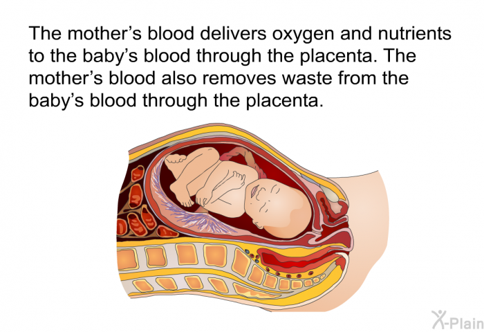 The mother's blood delivers oxygen and nutrients to the baby's blood through the placenta. The mother's blood also removes waste from the baby's blood through the placenta.