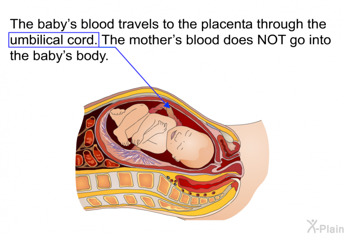 The baby's blood travels to the placenta through the umbilical cord. The mother's blood does NOT go into the baby's body.