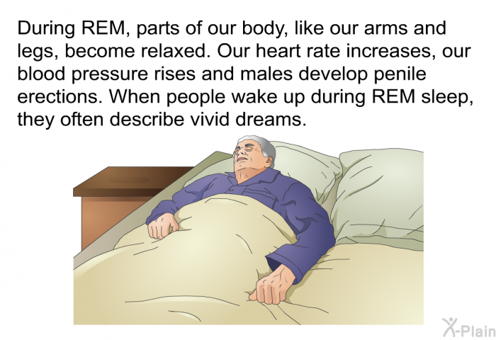 During REM, parts of our body, like our arms and legs, become relaxed. Our heart rate increases, our blood pressure rises and males develop penile erections. When people wake up during REM sleep, they often describe vivid dreams.