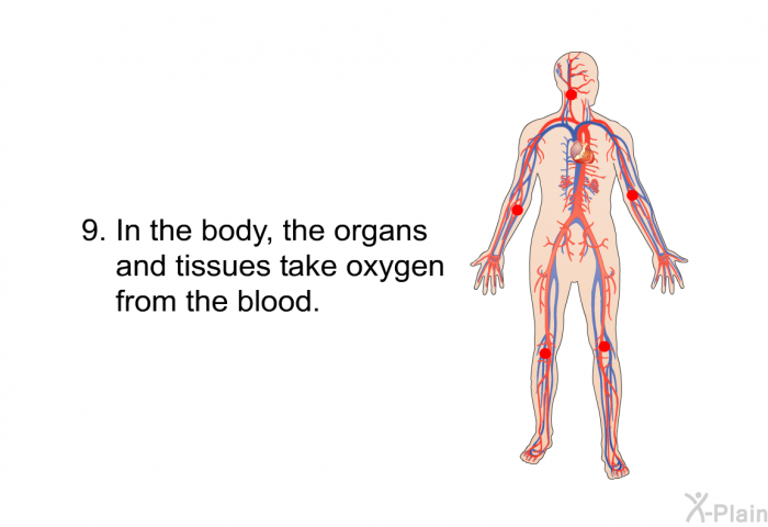 In the body, the organs and tissues take oxygen from the blood.