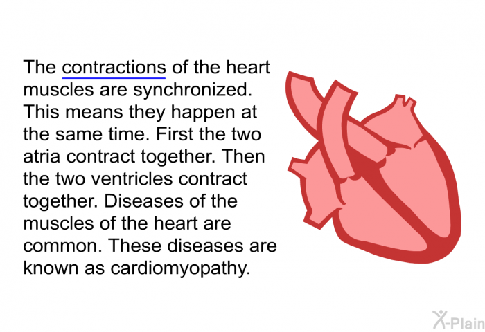 The contractions of the heart muscles are synchronized. This means they happen at the same time. First the two atria contract together. Then the two ventricles contract together. Diseases of the muscles of the heart are common. These diseases are known as cardiomyopathy.