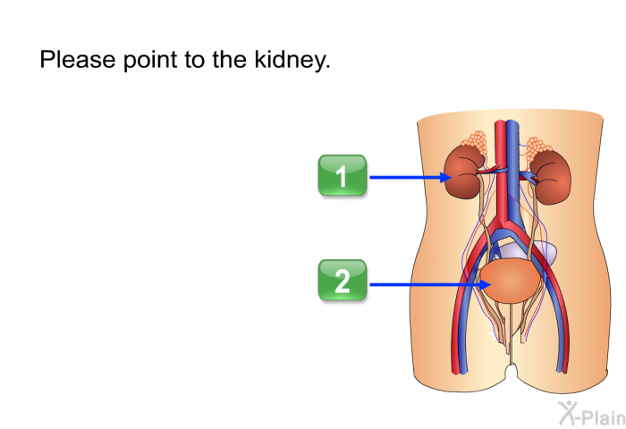 Please point to the kidney.