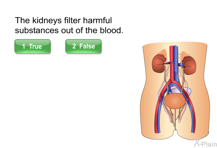 The kidneys filter harmful substances out of the blood.