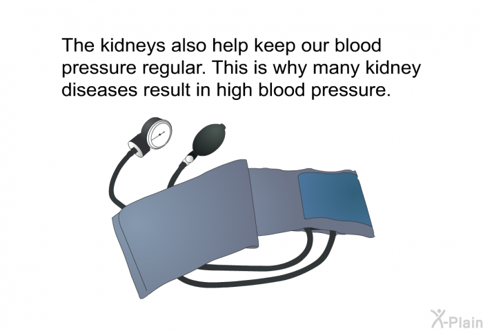 The kidneys also help keep our blood pressure regular. This is why many kidney diseases result in high blood pressure.