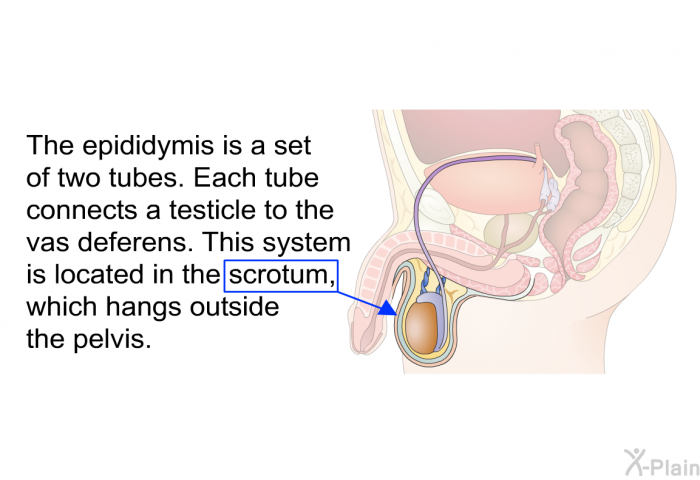 The epididymis is a set of two tubes. Each tube connects a testicle to the vas deferens. This system is located in the scrotum, which hangs outside the pelvis.