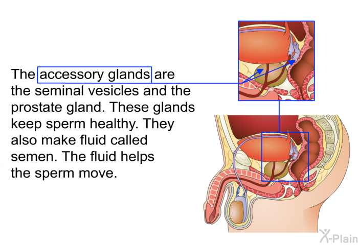 The accessory glands are the seminal vesicles and the prostate gland. These glands keep sperm healthy. They also make fluid called semen. The fluid helps the sperm move.