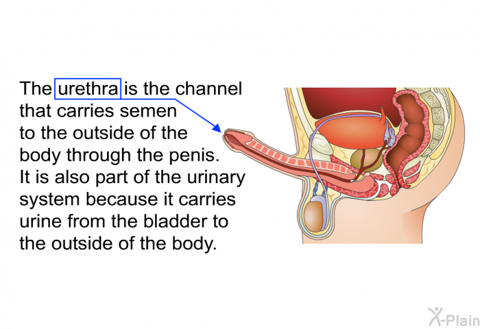 The urethra is the channel that carries semen to the outside of the body through the penis. It is also part of the urinary system because it carries urine from the bladder to the outside of the body.