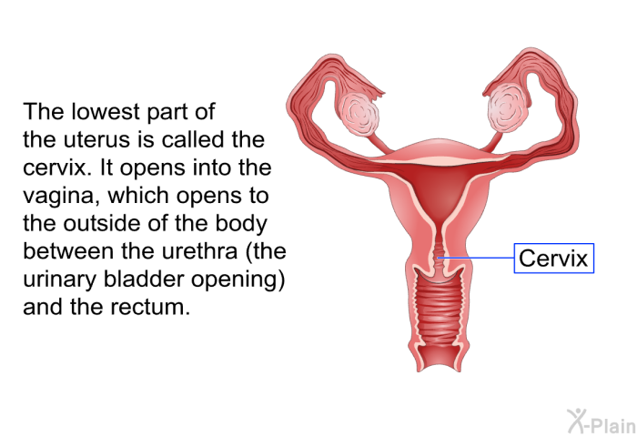 The lowest part of the uterus is called the cervix. It opens into the vagina, which opens to the outside of the body between the urethra (the urinary bladder opening) and the rectum.