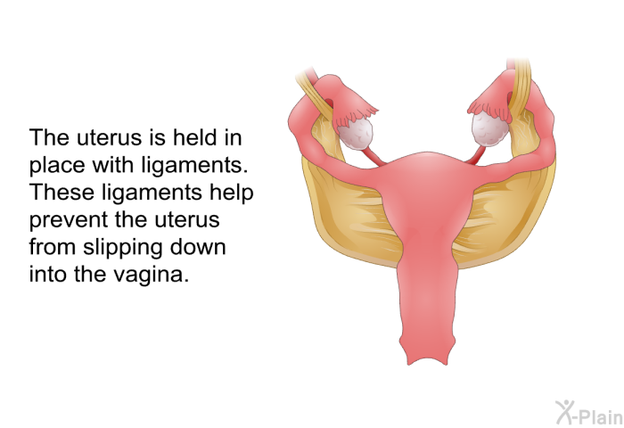 The uterus is held in place with ligaments. These ligaments help prevent the uterus from slipping down into the vagina.