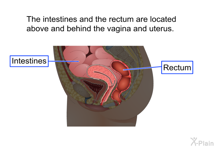 The intestines and the rectum are located above and behind the vagina and uterus.