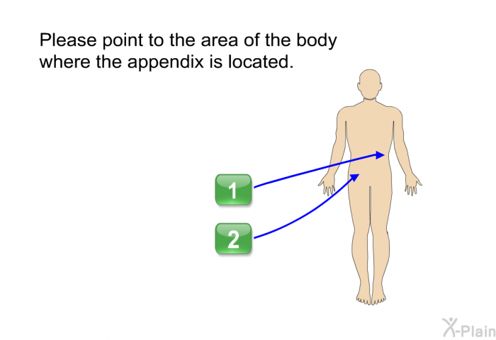 Please point to the area of the body where the appendix is located.