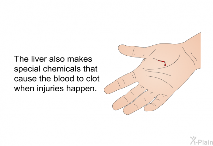 The liver also makes special chemicals that cause the blood to clot when injuries happen.