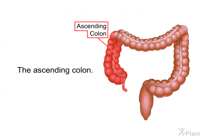 The ascending colon.