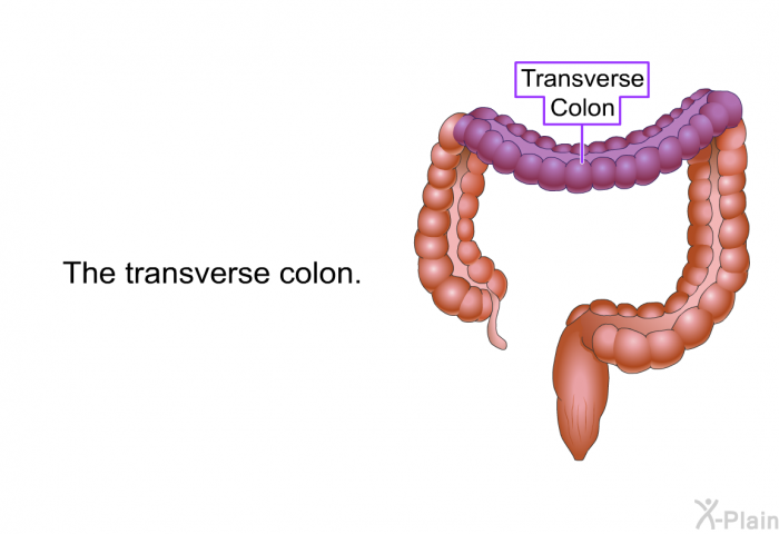 The transverse colon.