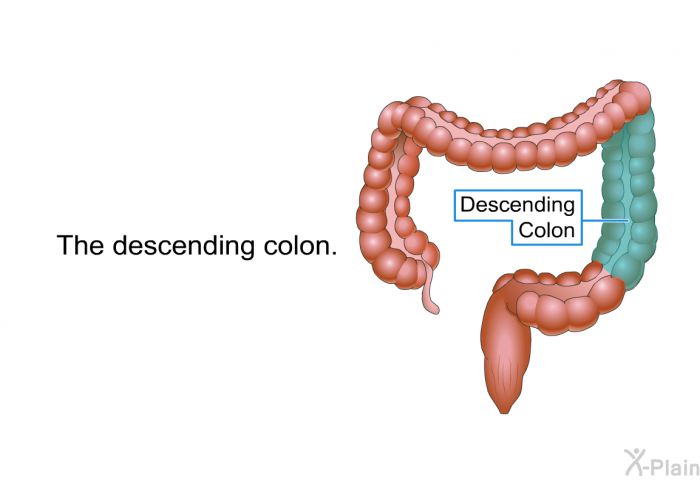 The descending colon.