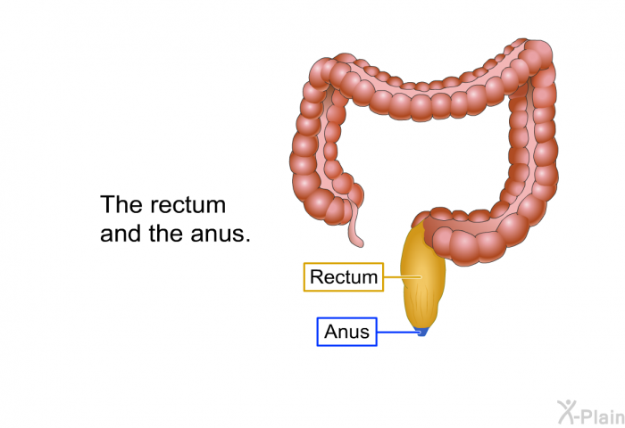 The rectum and the anus.