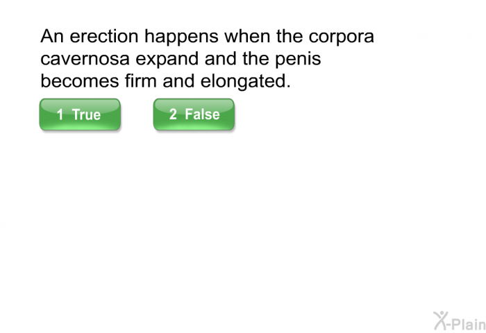 An erection happens when the corpora cavernosa expand and the penis becomes firm and elongated.