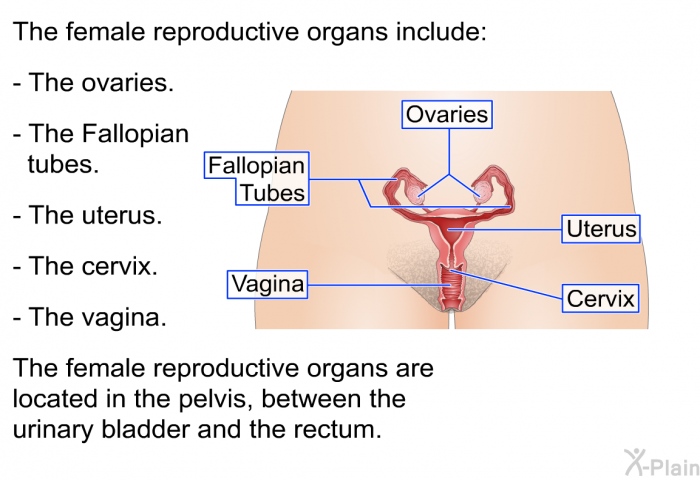 The female reproductive organs include:  The ovaries. The Fallopian tubes. The uterus. The cervix. The vagina.  
 The female reproductive organs are located in the pelvis, between the urinary bladder and the rectum.