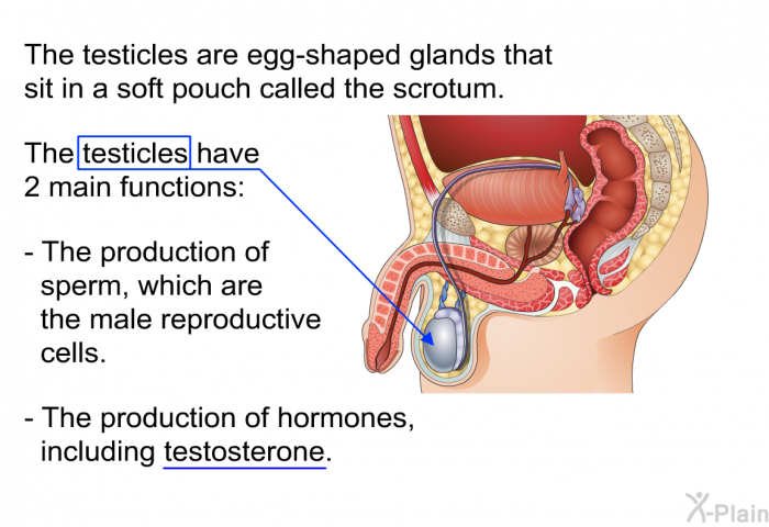 The testicles are egg-shaped glands that sit in a soft pouch called the scrotum. The testicles have 2 main functions:  The production of sperm, which are the male reproductive cells. The production of hormones, including testosterone.