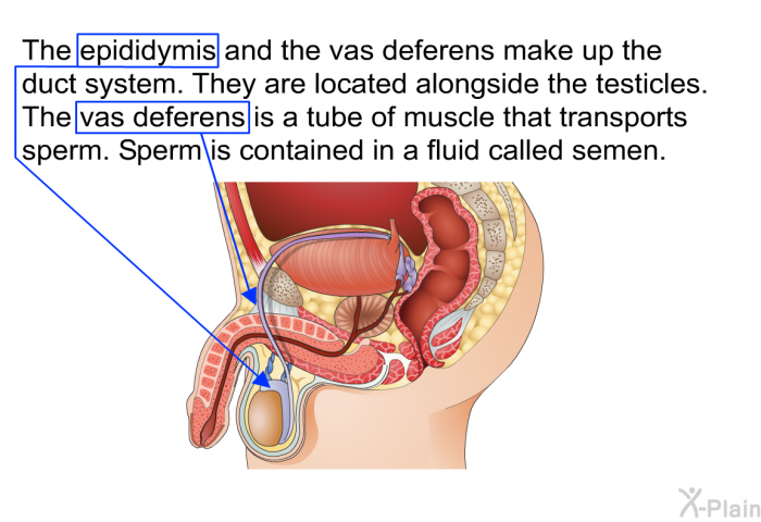 The epididymis and the vas deferens make up the duct system. They are located alongside the testicles. The vas deferens is a tube of muscle that transports sperm. Sperm is contained in a fluid called semen.