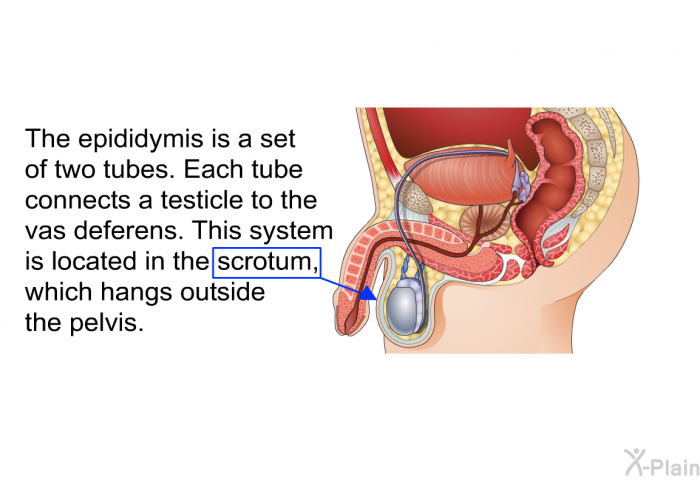 The epididymis is a set of two tubes. Each tube connects a testicle to the vas deferens. This system is located in the scrotum, which hangs outside the pelvis.