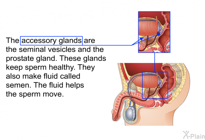 The accessory glands are the seminal vesicles and the prostate gland. These glands keep sperm healthy. They also make fluid called semen. The fluid helps the sperm move.