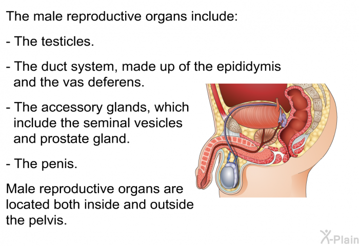 The male reproductive organs include:  The testicles. The duct system, made up of the epididymis and the vas deferens. The accessory glands, which include the seminal vesicles and prostate gland. The penis.  
 Male reproductive organs are located both inside and outside the pelvis.