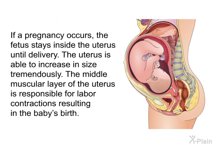 If a pregnancy occurs, the fetus stays inside the uterus until delivery. The uterus is able to increase in size tremendously. The middle muscular layer of the uterus is responsible for labor contractions resulting in the baby's birth.