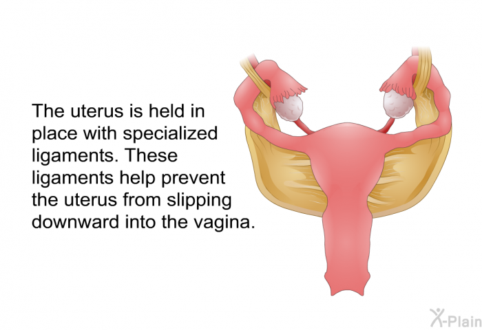 The uterus is held in place with specialized ligaments. These ligaments help prevent the uterus from slipping downward into the vagina.