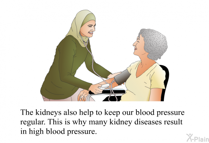 The kidneys also help to keep our blood pressure regular. This is why many kidney diseases result in high blood pressure.