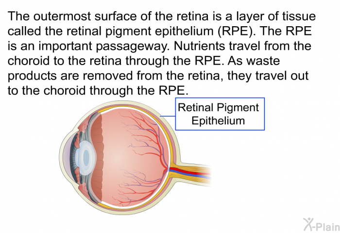 The outermost surface of the retina is a layer of tissue called the retinal pigment epithelium (RPE). The RPE is an important passageway. Nutrients travel from the choroid to the retina through the RPE. As waste products are removed from the retina, they travel out to the choroid through the RPE.