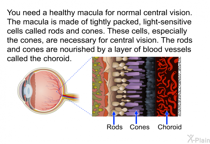 You need a healthy macula for normal central vision. The macula is made of tightly packed, light-sensitive cells called rods and cones. These cells, especially the cones, are necessary for central vision. The rods and cones are nourished by a layer of blood vessels called the choroid.