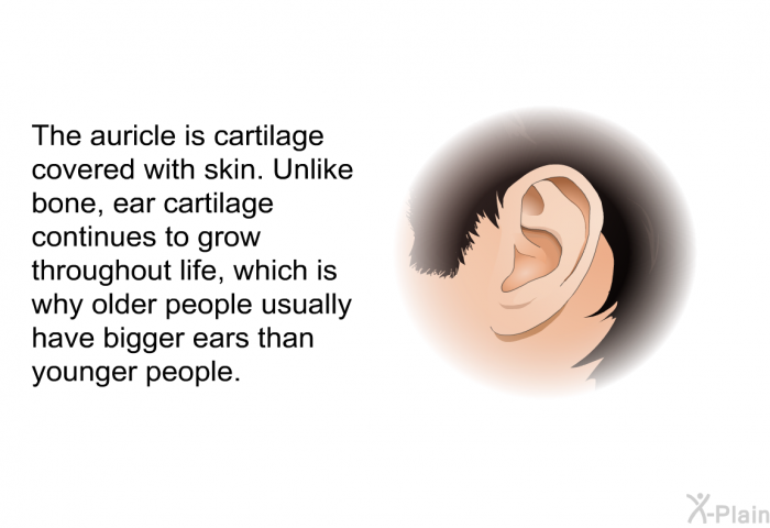 The auricle is cartilage covered with skin. Unlike bone, ear cartilage continues to grow throughout life, which is why older people usually have bigger ears than younger people.