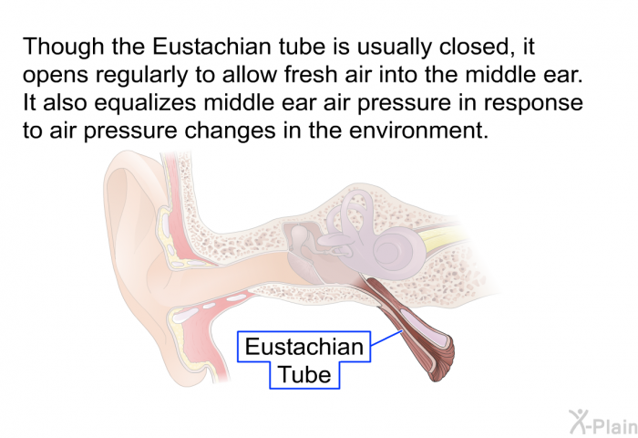 Though the Eustachian tube is usually closed, it opens regularly to allow fresh air into the middle ear. It also equalizes middle ear air pressure in response to air pressure changes in the environment.