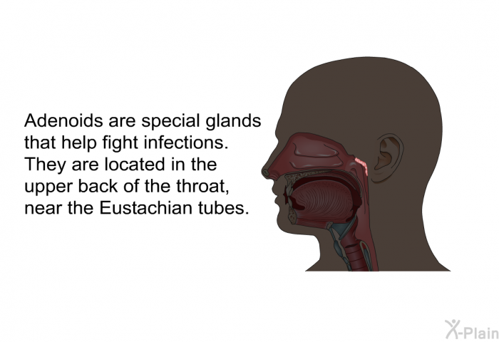 Adenoids are special glands that help fight infections. They are located in the upper back of the throat, near the Eustachian tubes.