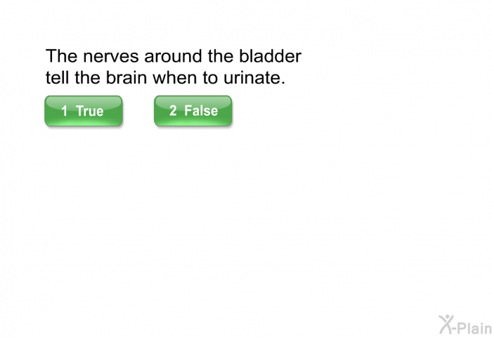 The nerves around the bladder tell the brain when to urinate.