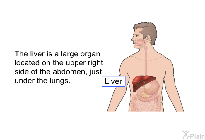 The liver is a large organ located on the upper right side of the abdomen, just under the lungs.