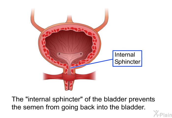 The "internal sphincter" of the bladder prevents the semen from going back into the bladder.