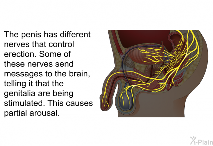 The penis has different nerves that control erection. Some of these nerves send messages to the brain, telling it that the genitalia are being stimulated. This causes partial arousal.